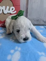 Doc, a male Miniature Schnauzer for sale in Fort Mill, SC – Photo 5 of 5