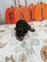 Lilly, a female Miniature Schnauzer for sale in Fort Mill, SC – 3 of 5