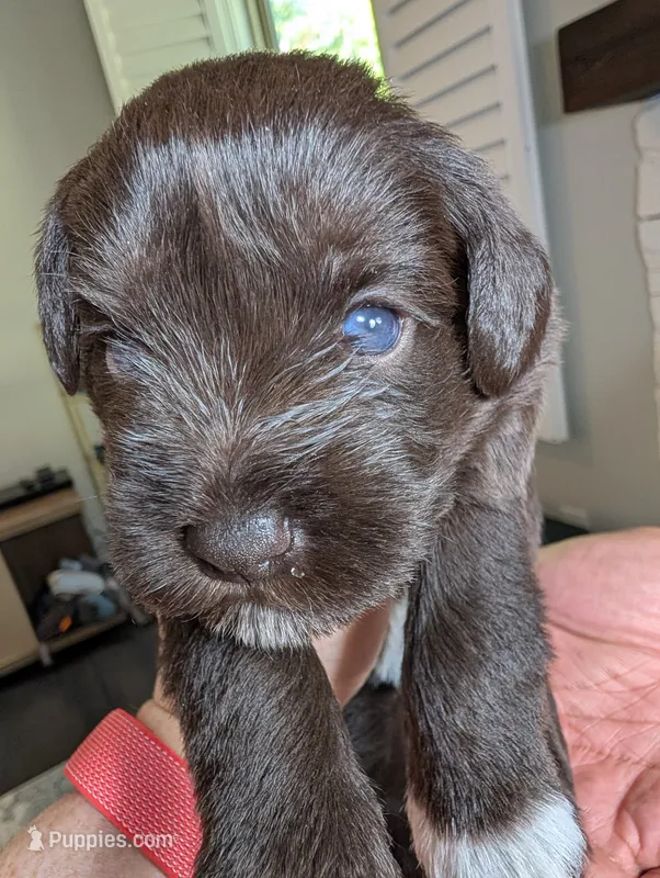 Bear – Miniature Schnauzer puppy for sale in Fort Mill, SC