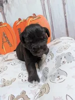 Bear, a male Miniature Schnauzer for sale in Fort Mill, SC – 2 of 6