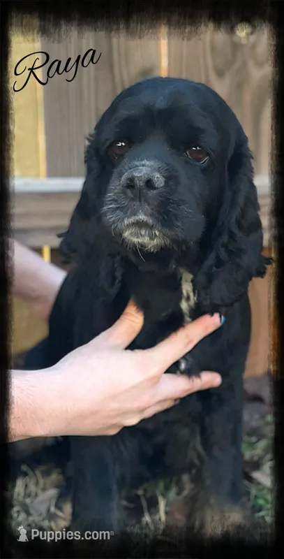 Raya – Cocker Spaniel puppy for sale in Weatherford, OK