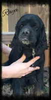 Raya, a female Cocker Spaniel for sale in Weatherford, OK – 1 of 1