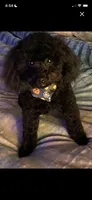 Milli Ann, a female Poodle - Toy  for sale in Columbia, TN – Photo 2 of 2