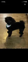 Milli Ann, a female Poodle - Toy  for sale in Columbia, TN – Photo 1 of 2