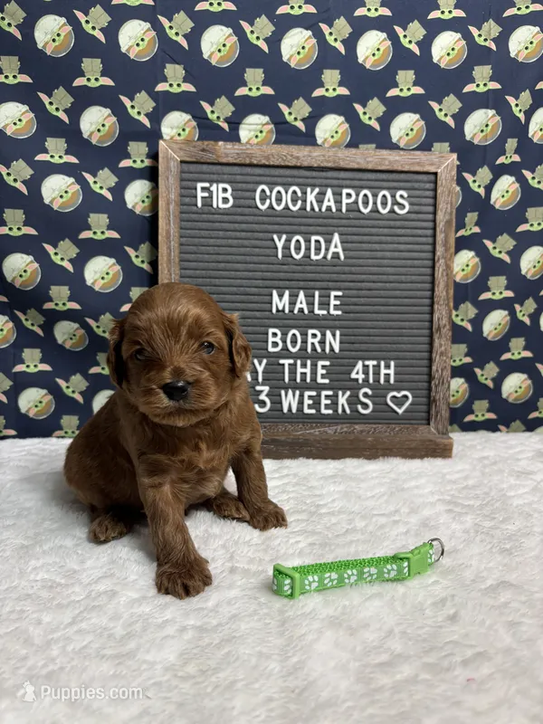 Yoda – Cockapoo puppy for sale in Aurora, MO