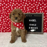 Mabel-Moyen, a female Poodle - Miniature  and Poodle - Standard  for sale in Aurora, MO – Photo 2 of 10