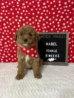 Mabel-Moyen, a female Poodle - Miniature  and Poodle - Standard  for sale in Aurora, MO – Photo 2 of 10