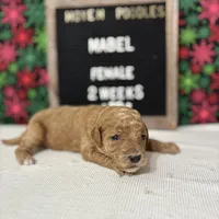 Mabel-Moyen, a female Poodle - Miniature  and Poodle - Standard  for sale in Aurora, MO – Photo 7 of 10