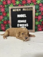 Mabel-Moyen, a female Poodle - Miniature  and Poodle - Standard  for sale in Aurora, MO – Photo 7 of 10