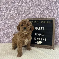 Mabel-Moyen, a female Poodle - Miniature  and Poodle - Standard  for sale in Aurora, MO – Photo 4 of 10