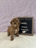 Mabel-Moyen, a female Poodle - Miniature  and Poodle - Standard  for sale in Aurora, MO – Photo 4 of 10