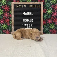 Mabel-Moyen, a female Poodle - Miniature  and Poodle - Standard  for sale in Aurora, MO – Photo 9 of 10