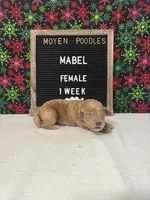 Mabel-Moyen, a female Poodle - Miniature  and Poodle - Standard  for sale in Aurora, MO – Photo 9 of 10