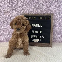 Mabel-Moyen, a female Poodle - Miniature  and Poodle - Standard  for sale in Aurora, MO – Photo 3 of 10