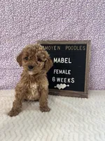 Mabel-Moyen, a female Poodle - Miniature  and Poodle - Standard  for sale in Aurora, MO – Photo 3 of 10