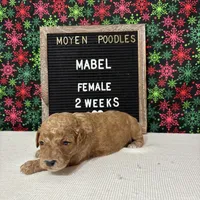 Mabel-Moyen, a female Poodle - Miniature  and Poodle - Standard  for sale in Aurora, MO – Photo 6 of 10