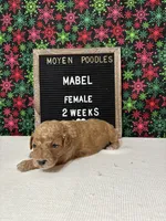 Mabel-Moyen, a female Poodle - Miniature  and Poodle - Standard  for sale in Aurora, MO – Photo 6 of 10