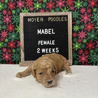 Mabel-Moyen, a female Poodle - Miniature  and Poodle - Standard  for sale in Aurora, MO – Photo 8 of 10