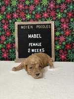 Mabel-Moyen, a female Poodle - Miniature  and Poodle - Standard  for sale in Aurora, MO – Photo 8 of 10