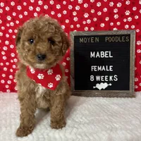 Mabel-Moyen, a female Poodle - Miniature  and Poodle - Standard  for sale in Aurora, MO – Photo 1 of 10