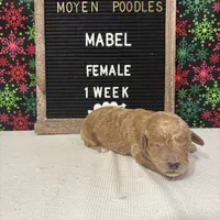 Mabel-Moyen, a female Poodle - Miniature  and Poodle - Standard  for sale in Aurora, MO – Photo 10 of 10