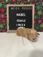 Mabel-Moyen, a female Poodle - Miniature  and Poodle - Standard  for sale in Aurora, MO – Photo 10 of 10
