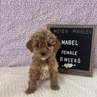 Mabel-Moyen, a female Poodle - Miniature  and Poodle - Standard  for sale in Aurora, MO – Photo 5 of 10