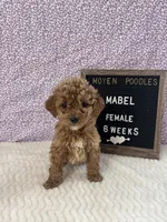 Mabel-Moyen, a female Poodle - Miniature  and Poodle - Standard  for sale in Aurora, MO – Photo 5 of 10
