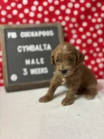 Cymbalta-"Cymba", a male Cockapoo for sale in Aurora, MO – Photo 1 of 4