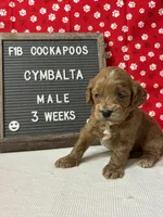 Cymbalta-"Cymba", a male Cockapoo for sale in Aurora, MO – Photo 2 of 4