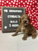 Cymbalta-"Cymba", a male Cockapoo for sale in Aurora, MO – Photo 4 of 4