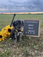 Merle, a male Aussiedoodle for sale in Aurora, MO – Photo 2 of 7