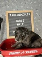 Merle, a male Aussiedoodle for sale in Aurora, MO – Photo 6 of 7