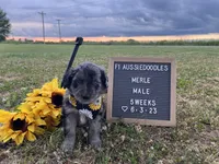 Merle, a male Aussiedoodle for sale in Aurora, MO – Photo 1 of 7