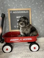 Merle, a male Aussiedoodle for sale in Aurora, MO – Photo 4 of 7