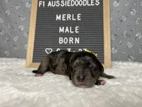 Merle, a male Aussiedoodle for sale in Aurora, MO – Photo 7 of 7