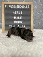 Merle, a male Aussiedoodle for sale in Aurora, MO – Photo 3 of 7