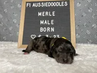 Merle, a male Aussiedoodle for sale in Aurora, MO – Photo 5 of 7