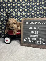 Chewie, a male Cockapoo for sale in Aurora, MO – 1 of 8