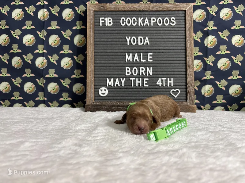 Yoda, a male Cockapoo for sale in Aurora, MO – 1 of 3