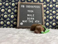 Yoda, a male Cockapoo for sale in Aurora, MO – 3 of 3