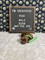 Yoda, a male Cockapoo for sale in Aurora, MO – 2 of 3