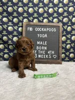 Yoda, a male Cockapoo for sale in Aurora, MO – 2 of 5
