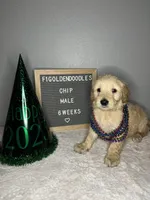 F1-Chip, a male Goldendoodle for sale in Aurora, MO – Photo 4 of 10