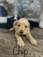 F1-Chip, a male Goldendoodle for sale in Aurora, MO – Photo 8 of 10