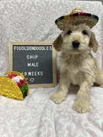 F1-Chip, a male Goldendoodle for sale in Aurora, MO – Photo 2 of 10