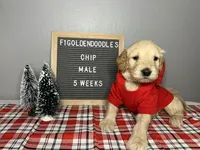 F1-Chip, a male Goldendoodle for sale in Aurora, MO – Photo 7 of 10