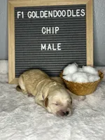 F1-Chip, a male Goldendoodle for sale in Aurora, MO – Photo 10 of 10