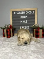 F1-Chip, a male Goldendoodle for sale in Aurora, MO – Photo 9 of 10