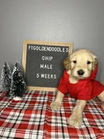 F1-Chip, a male Goldendoodle for sale in Aurora, MO – Photo 6 of 10